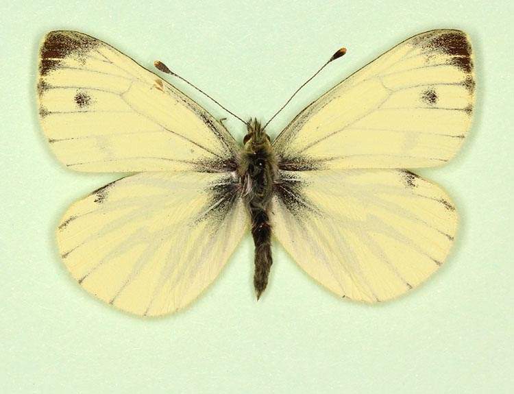 Pieris napi male (aberrant form flavescens) (Internet Image property of respective owner, non-commercial use only)
